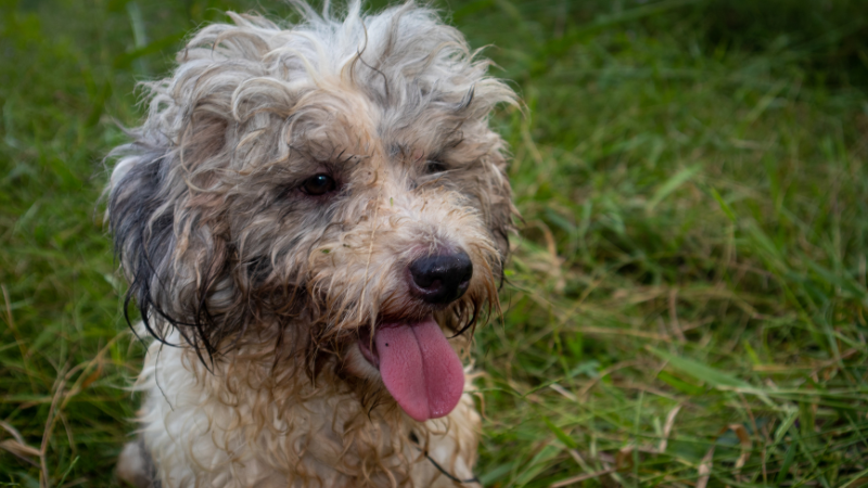 Cachorrinho vivo é encontrado em saco de lixo em Vilas do Atlântico