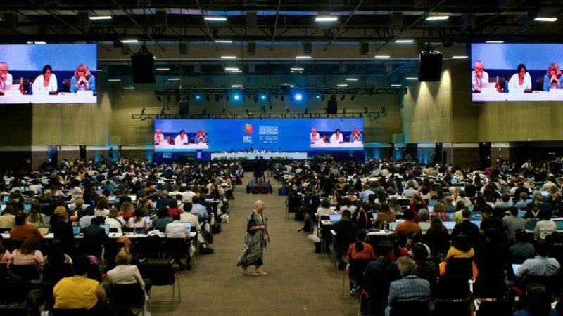 COP16 cria órgão para indígenas e reconhece ação de quilombolas