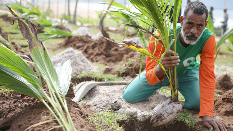 Salvador é 2ª capital com mais área verde do Brasil, aponta estudo da rede MapBiomas