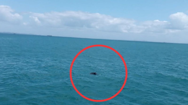 Localizado corpo de mergulhador desaparecido na Baía de Todos-os-Santos