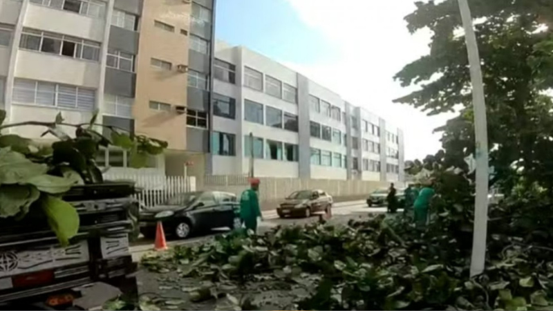 Amendoeira cai na Avenida Oceânica e interdita parcialmente a via nesta segunda-feira