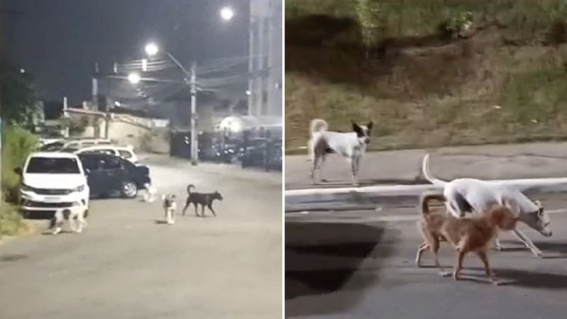 ‘Gangue dos cachorros’ assusta moradores de Luís Anselmo com ataques em grupo