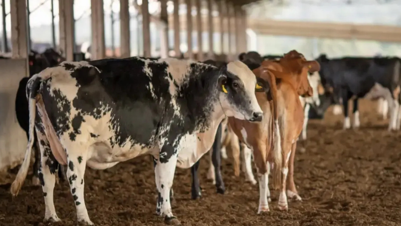 Homem morre após levar coice de vaca em suposto abuso contra animal