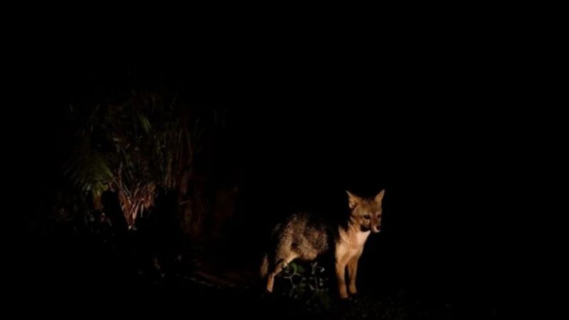 Zoológico de Salvador anuncia novas datas para passeio noturno