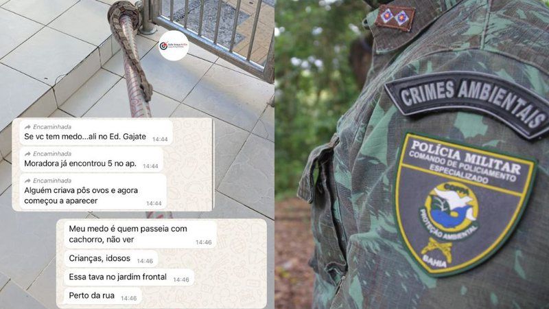 Moradores do bairro da Graça, em Salvador, relatam encontros de cobras em áreas públicas e apartamentos