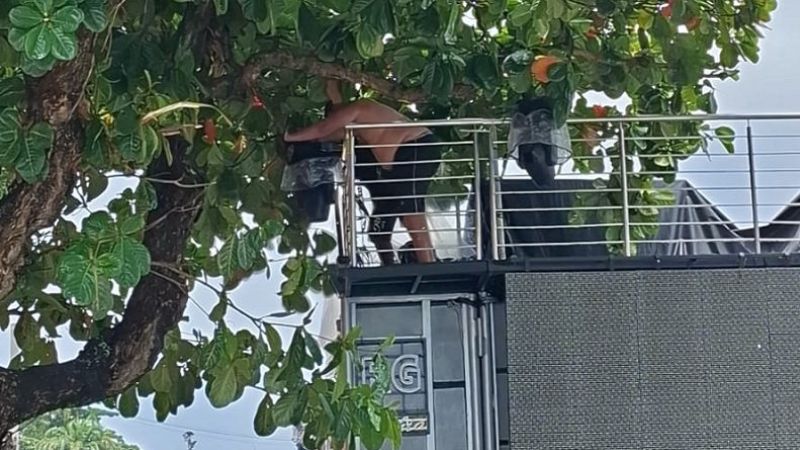 Trio elétrico da Prefeitura fica preso em árvore na Barra e gera mobilização de populares para liberação