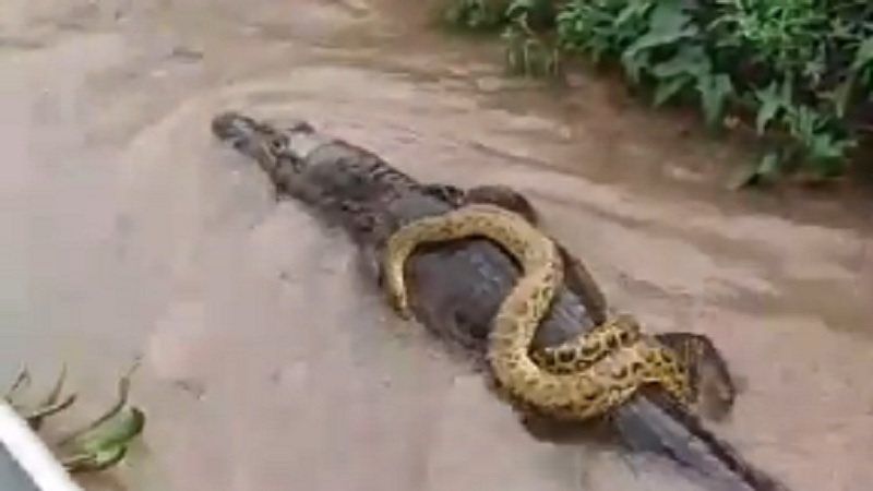 Sucuri “pega carona” em jacaré no Pantanal e vídeo viraliza nas redes sociais