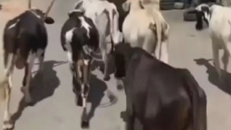 MP apura decreto que autoriza abate de animais em Serrinha