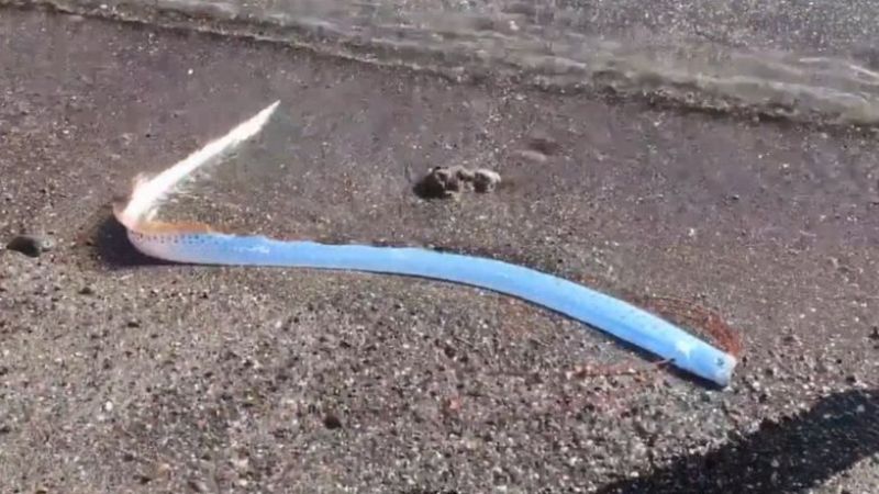 “Peixe do Fim do Mundo” é avistado em praia da baixa Califórnia do Sul