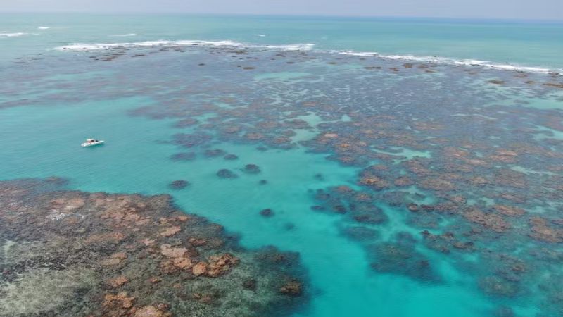 Morte de corais na costa dos corais ameaça pesca e turismo na região