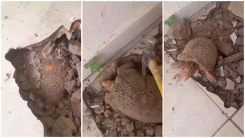 Jabuti é encontrado soterrado após quase 10 anos embaixo de piso