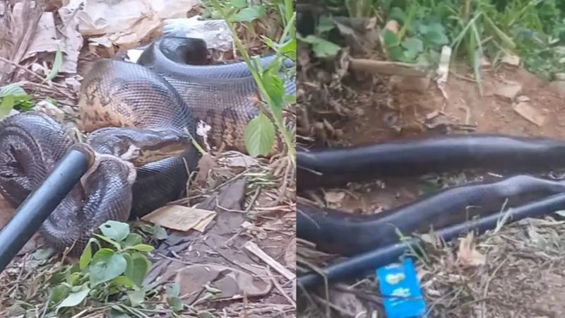 PM resgata sucuri em área de matagal no bairro de Mussurunga, em Salvador