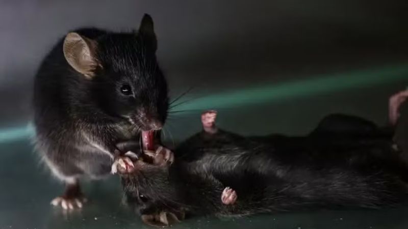 Pesquisadores flagram ratos prestando primeiros socorros a companheiros