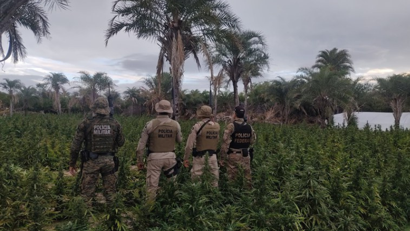 Polícia Federal erradica plantio ilegal de maconha em Umburanas