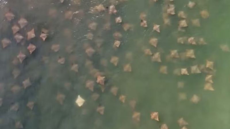 Fotógrafo registra cardume com arraia albina na Baía de Vitória, ES