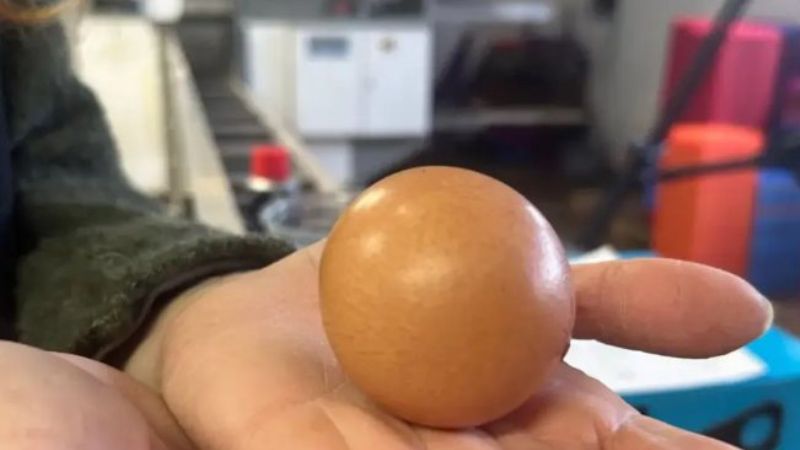 Veja quanto custou o “ovo perfeito” em leilão disputado