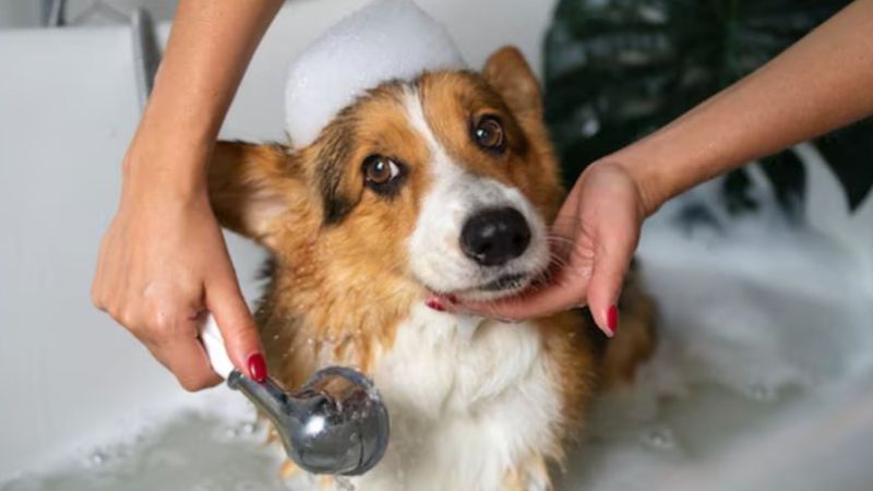 Mercado pet investe em produtos veganos e ganha destaque entre consumidores brasileiros