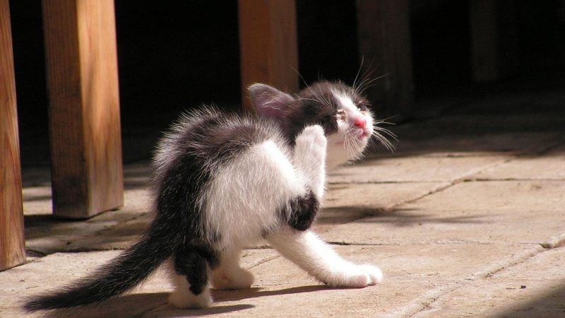 Alergias dermatológicas em cães e gatos: como identificar e tratar