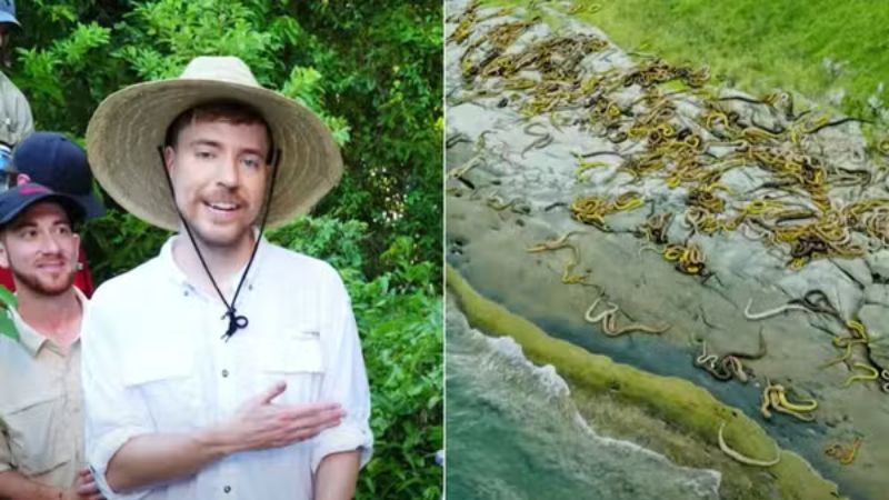 MrBeast visita Ilha das Cobras e a elege como o lugar mais mortal do planeta