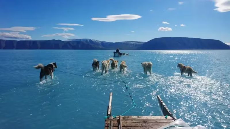 Foto impressionante de huskies revela impacto das mudanças climáticas na Groenlândia