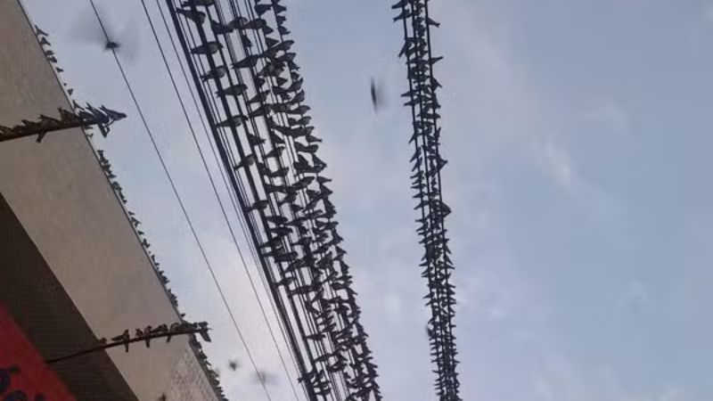 Revoada de andorinhas impressiona moradores de Medianeira (PR) com espetáculo no céu