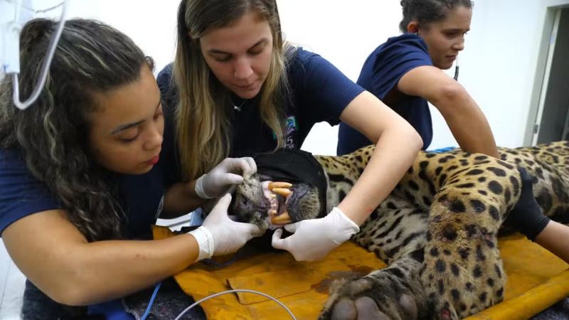 Onça-pintada capturada no Pantanal não será reintroduzida à natureza