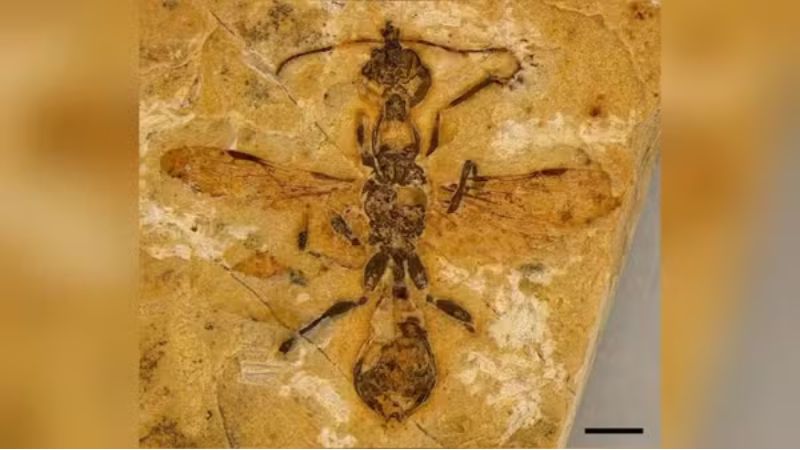 Fóssil da formiga mais antiga do mundo é encontrado no Ceará