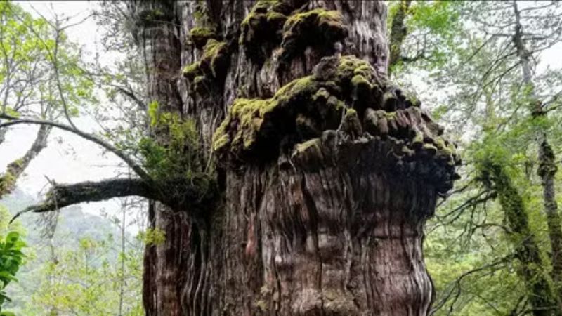 ‘Gran Abuelo’: a árvore de 5,4 mil anos ameaçada por projeto de estrada no Chile