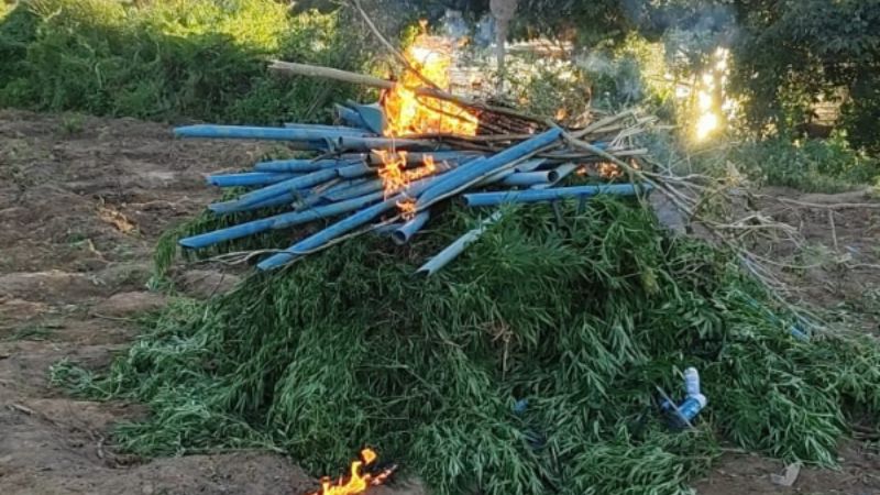 Polícia Militar destrói plantação com mais de 7 mil pés de maconha no norte da Bahia