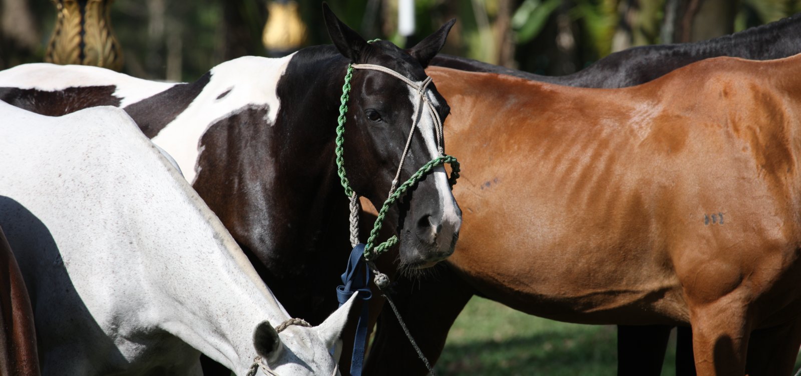 Bahia acende sinal de alerta com avanço da raiva em animais de produção