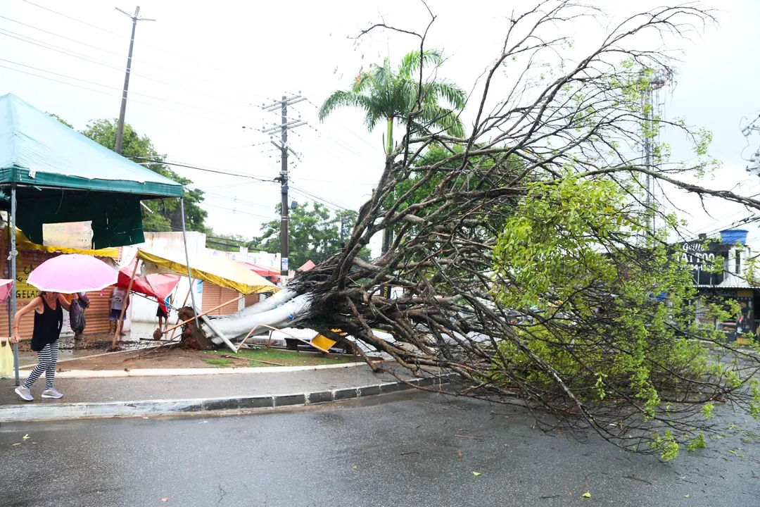 Chuva forte derruba árvores e causa transtornos em Salvador