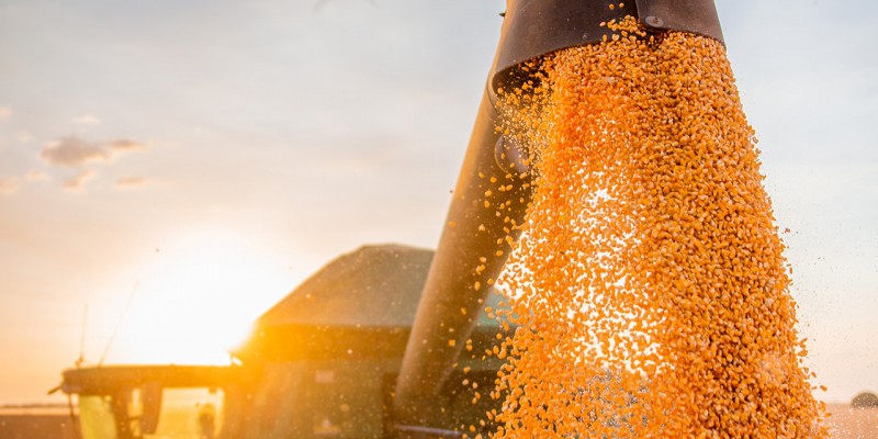 IBGE e Conab mantêm estimativas positivas para safra de grãos baiana em 2025