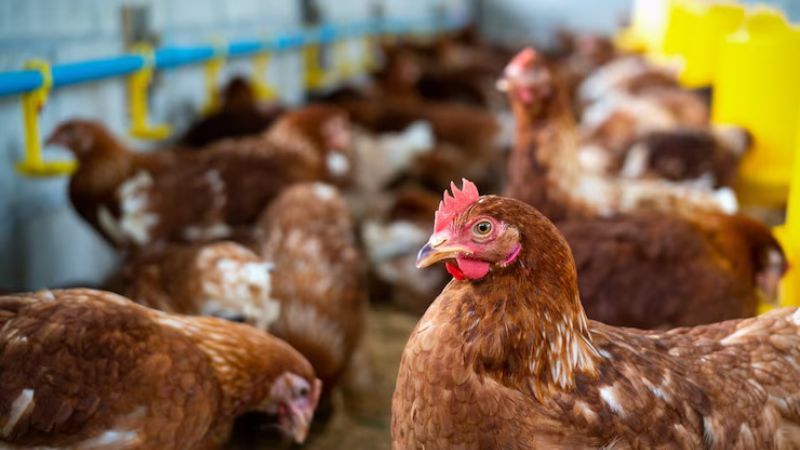 Gripe aviária leva países a bloquearem exportação de frango do Brasil