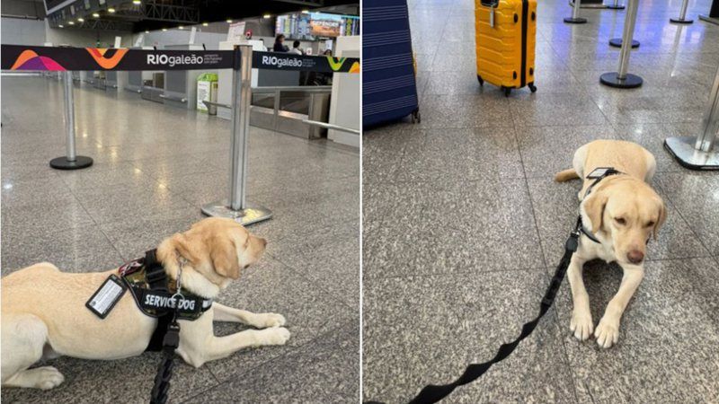 TAP cancela voo no Rio após negar embarque de cão de serviço