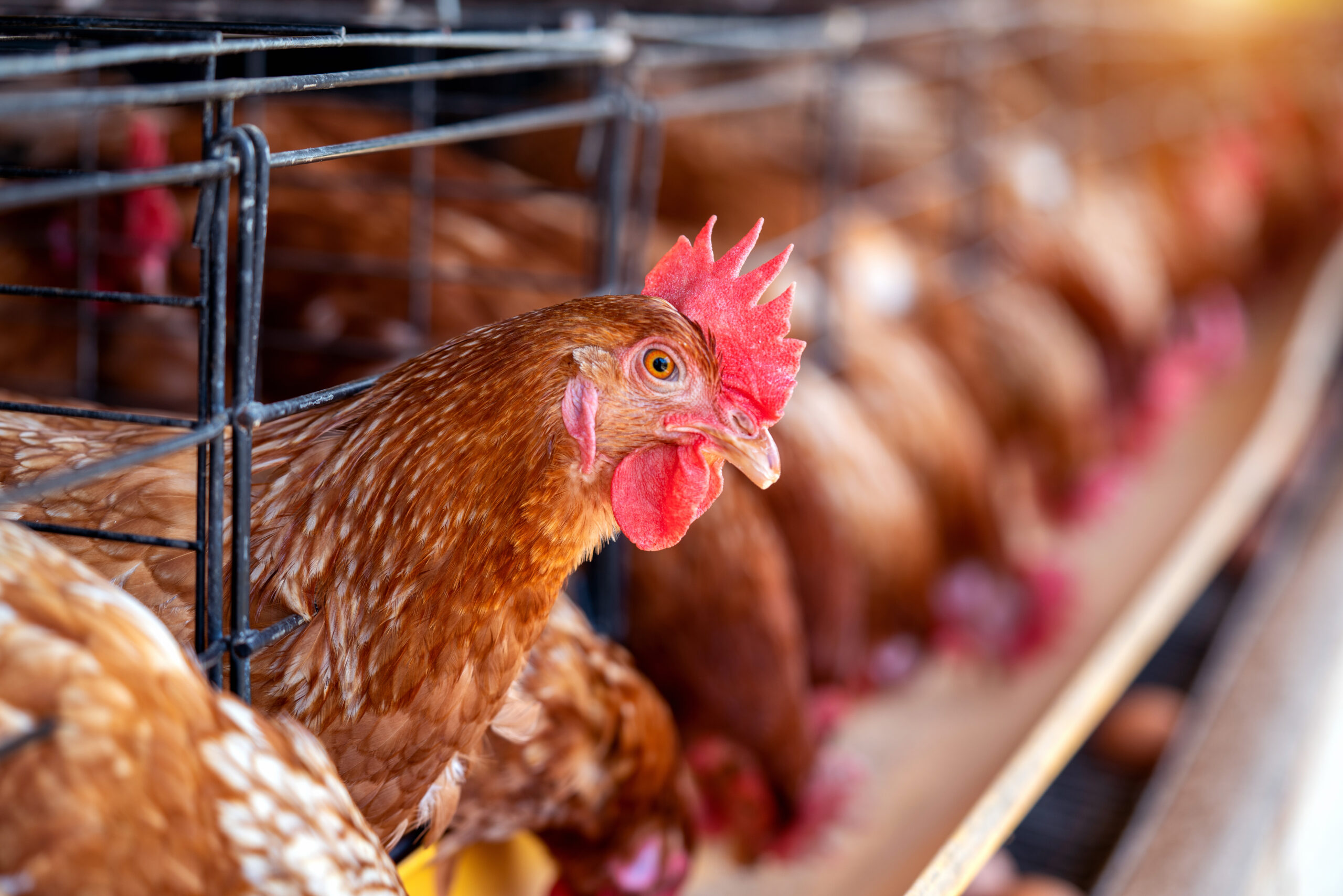 Hens in factory, Chicken in cages