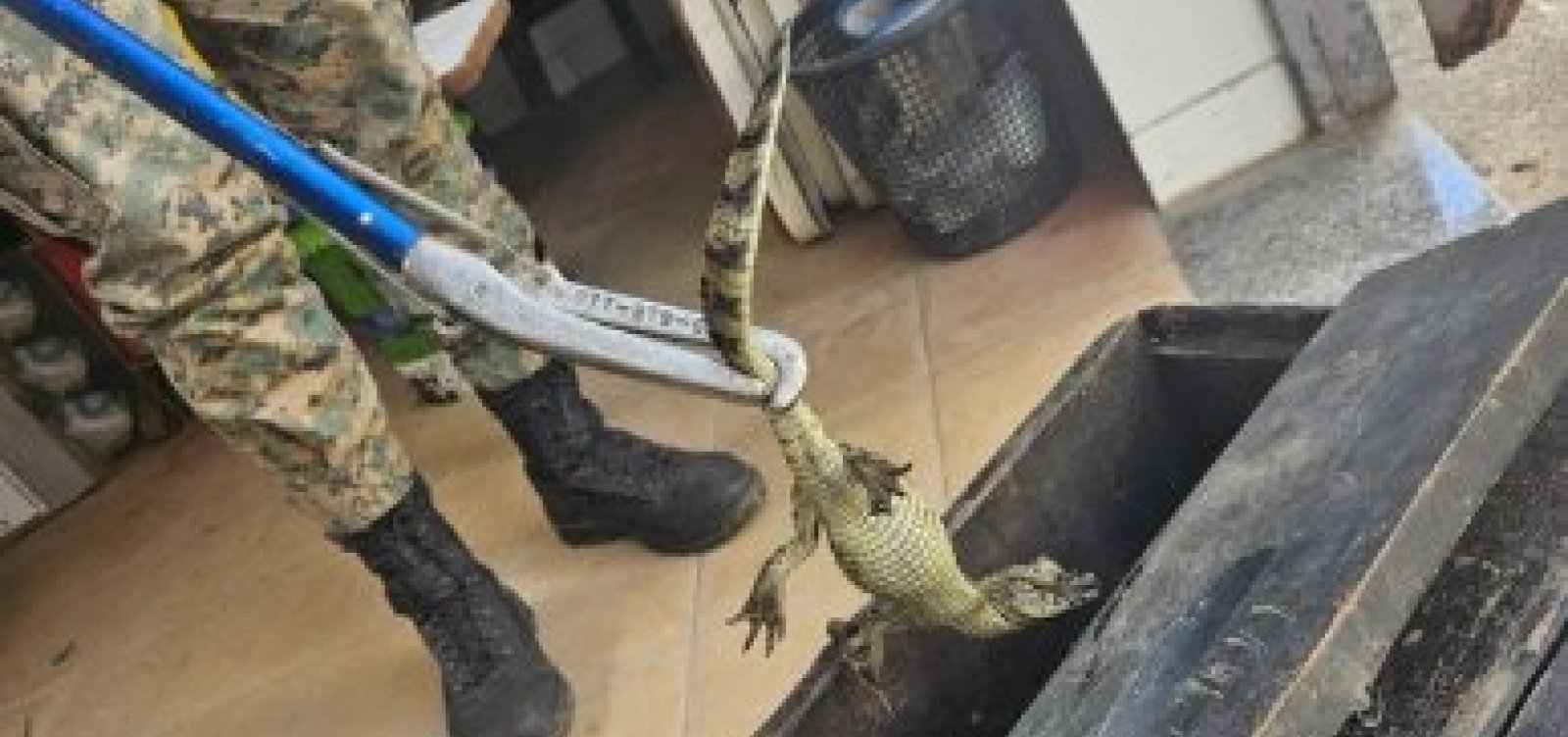 Filhote de jacaré é resgatado em estação de metrô de Salvador