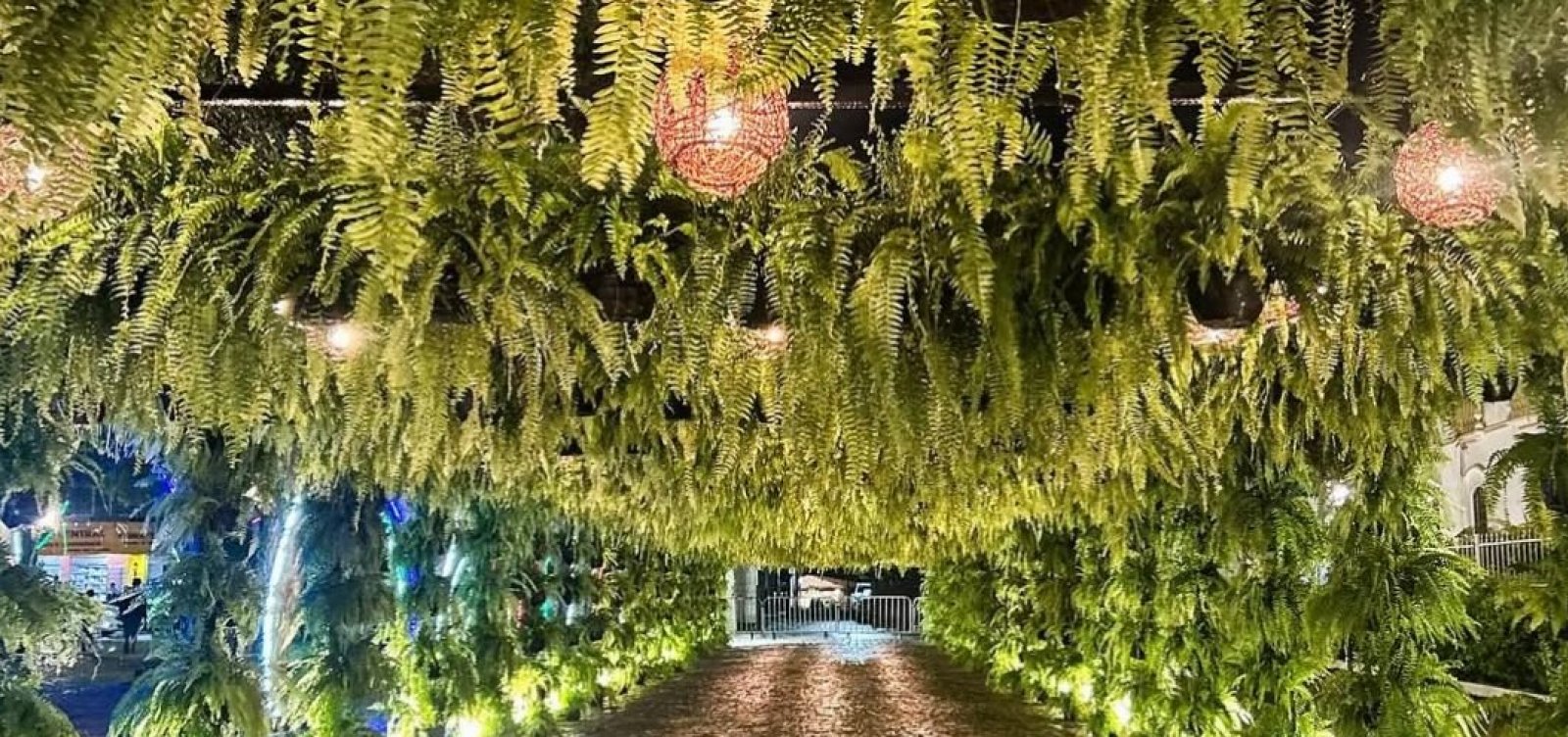 Cerca de 500 Samambaias são furtadas após festival de música em São Gonçalo dos Campos