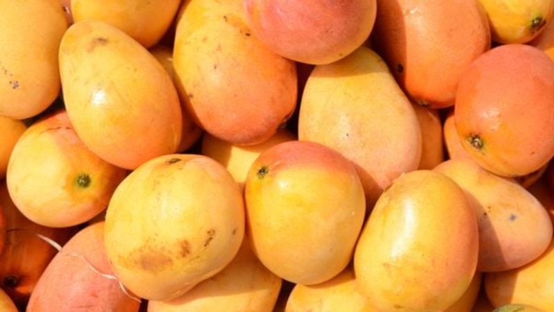 Crise da manga baiana: tarifas dos EUA colocam produção e empregos em risco