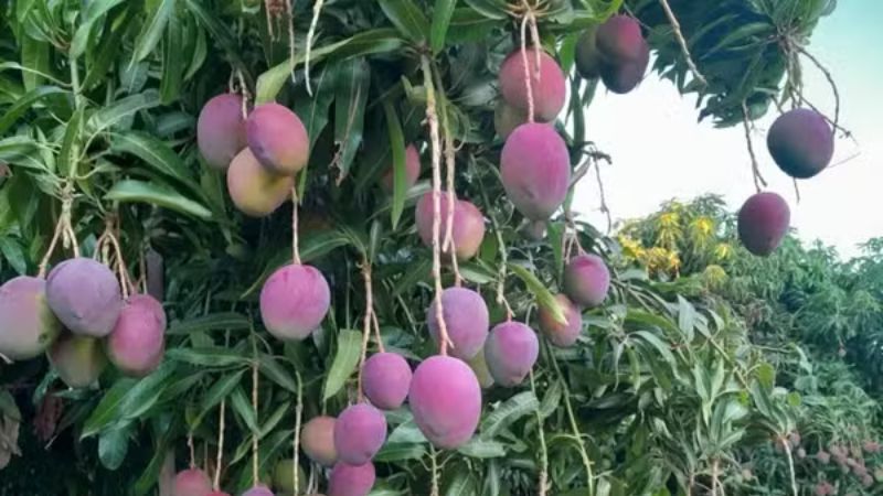 Tarifa dos EUA ameaça exportação de mangas brasileiras e provoca crise no Vale do São Francisco