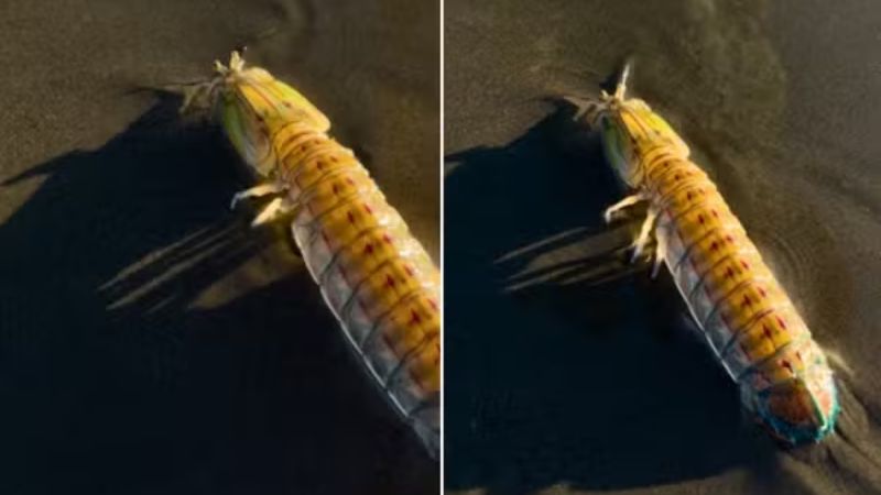 Lagosta-boxeadora ataca turista em Peruíbe: crustáceo surpreende com golpe de 80 km/h