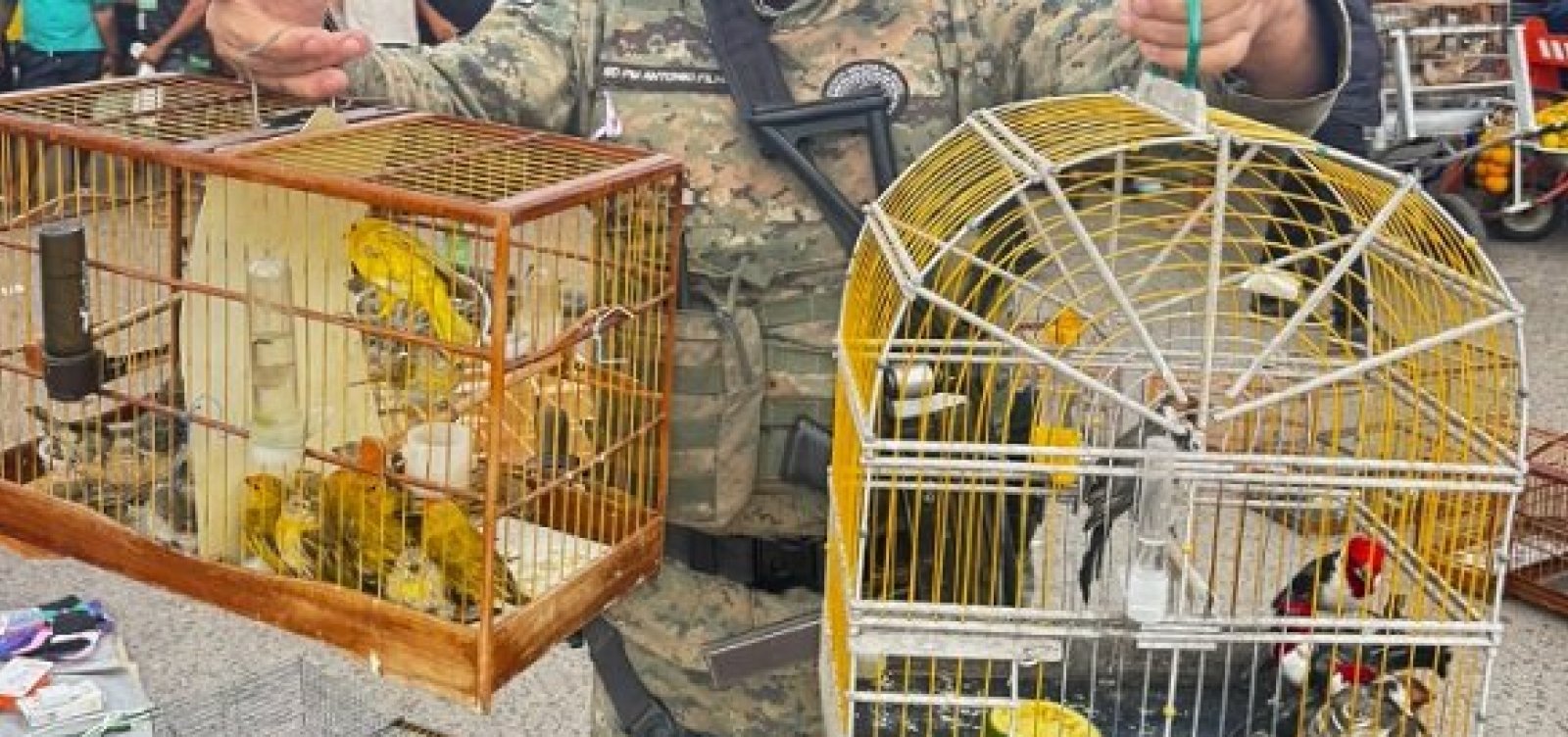 Operação apreende 48 aves silvestres à venda ilegalmente em feira de Camaçari