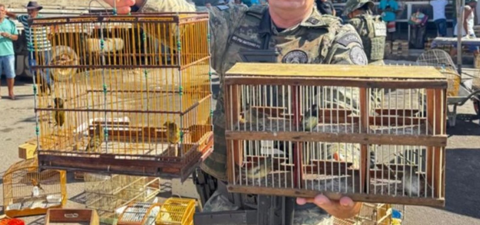 Polícia Ambiental desmonta esquema de tráfico e resgata mais de 100 aves silvestres na Bahia