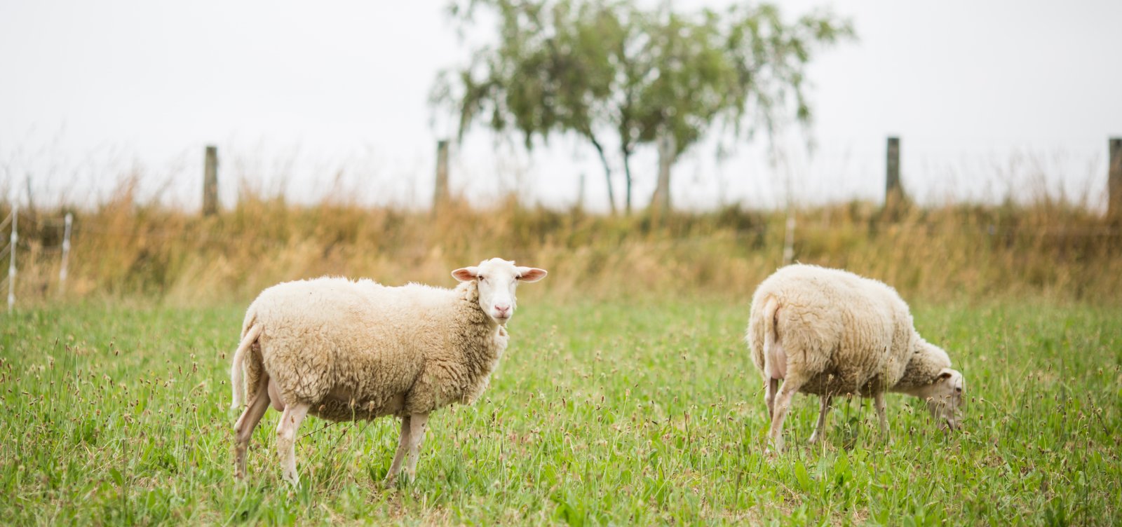 Ministério da Agricultura recolhe lotes de vacina após morte de quase 200 animais