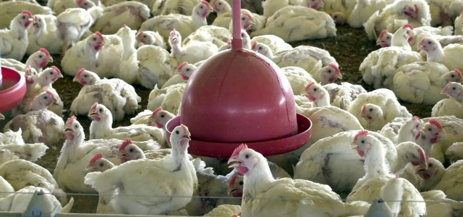 Chile e Arábia Saudita retomam importação de frango brasileiro após controle de gripe aviária