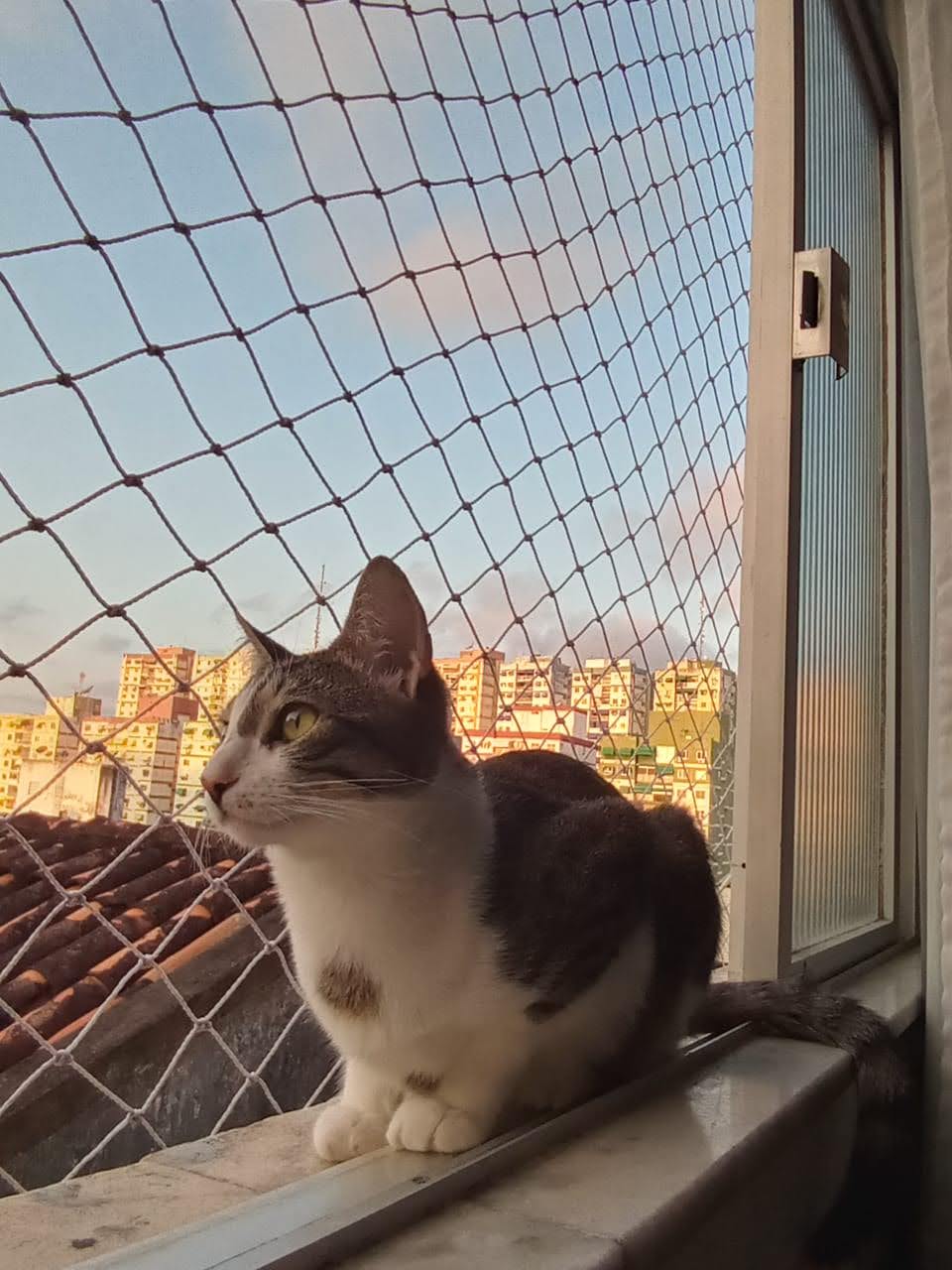Salvador promove mutirão para agendamento de castração gratuita de cães e gatos