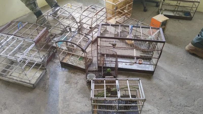 Mais de 30 aves silvestres são resgatadas em feira livre na Região Metropolitana de Salvador