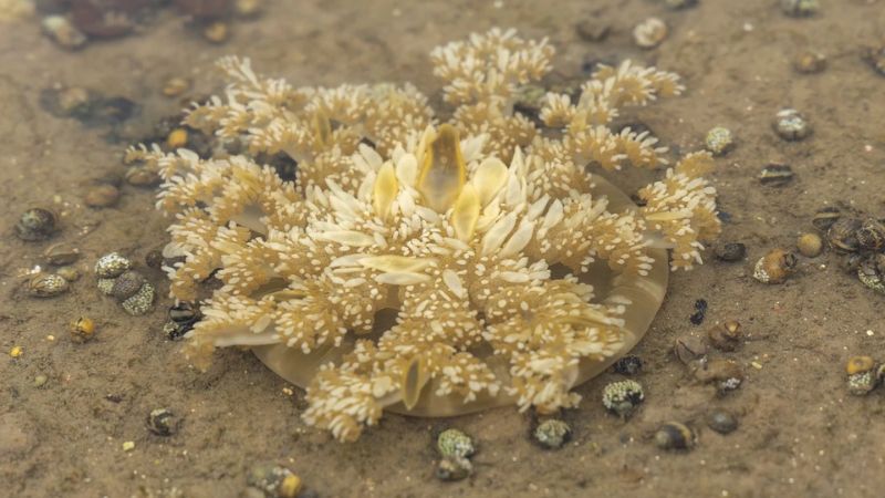 Bahia combate espécie invasora: três toneladas de medusa são removidas da Baía de Todos-os-Santos