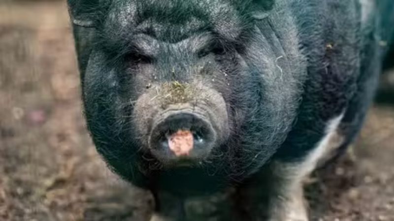 Carne azul neon em javaporcos revela contaminação por veneno agrícola na Califórnia