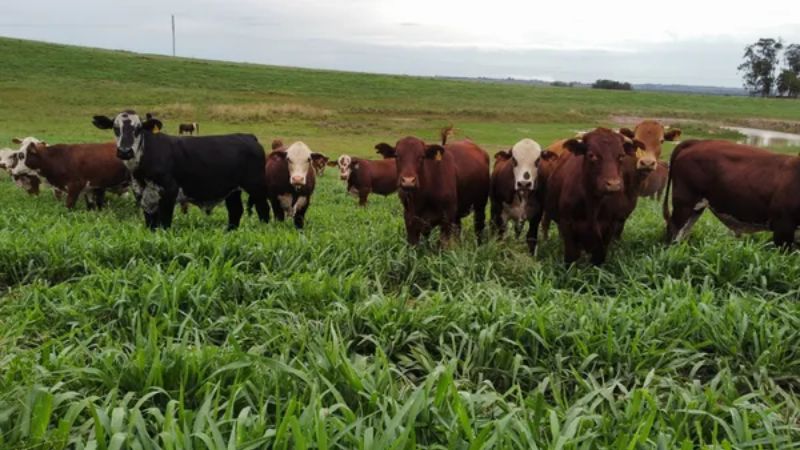 Brasil registra aumento de 6% nas emissões de metano e se mantém entre os maiores poluidores globais
