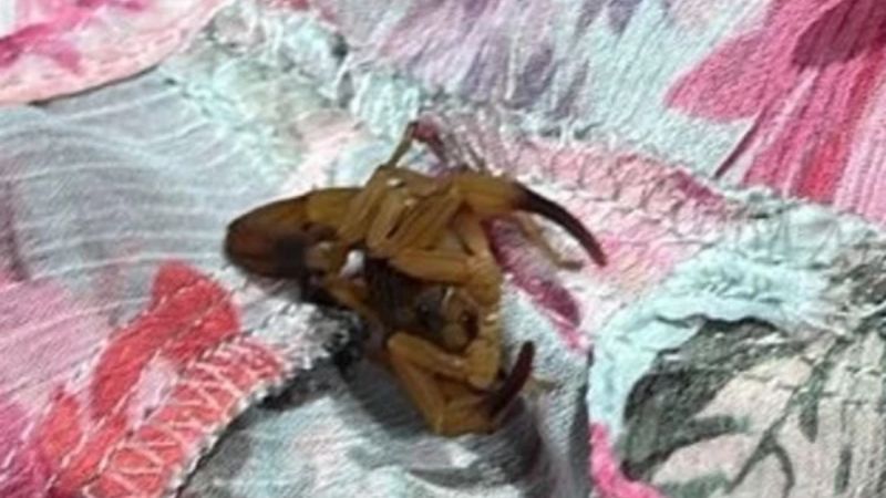 Estudante é picada por escorpião em provador de loja Zara no DF